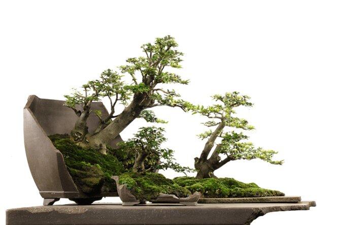 CARA MEMBUAT, MEMILIH DAN MEMELIHARA BONSAI