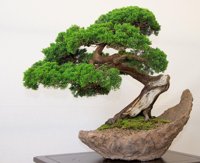 CARA MEMBUAT, MEMILIH DAN MEMELIHARA BONSAI