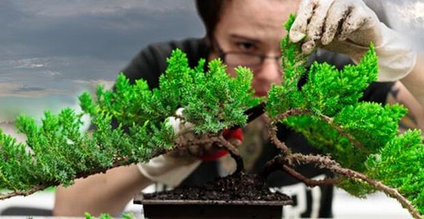 CARA MEMBUAT, MEMILIH DAN MEMELIHARA BONSAI