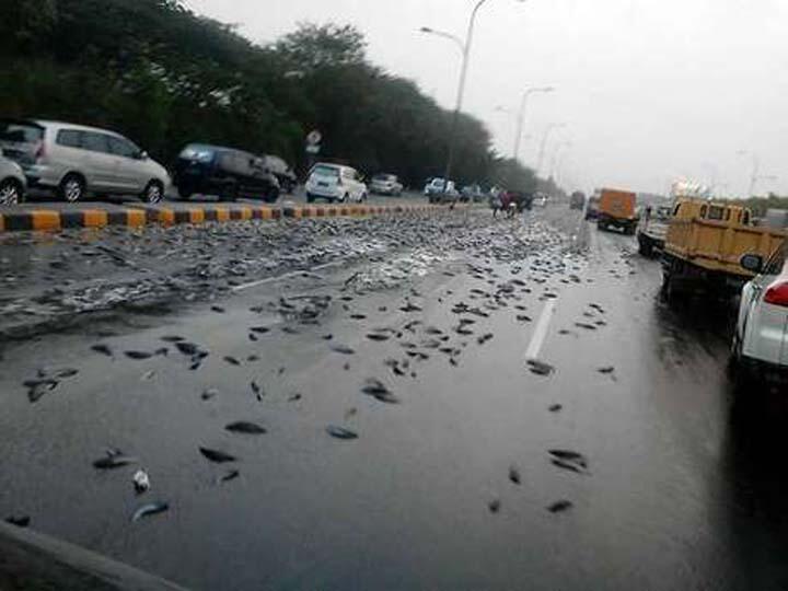 Ikan Lele Sebabkan Kemacetan 1 Km di Tol Cikarang 