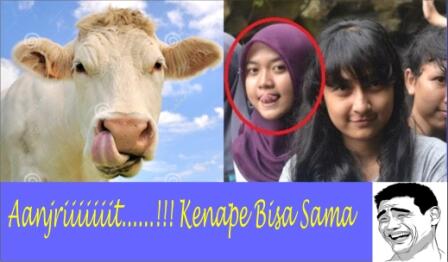 KETIKA SAPI IKUT FOTO SELFIE, NGAKAK INSIDE