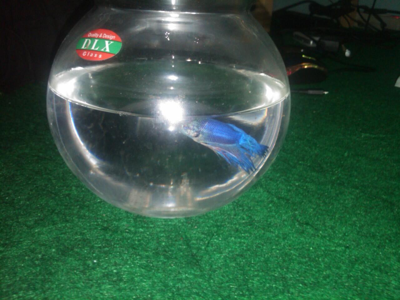 ask gan (darurat ) yang ngerti tentang ikan cupang masuk donk 