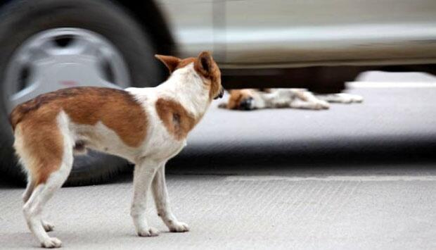 Anjing Ini 6 Jam Menunggu Pasangannya Yang Telah Tertabrak Mobil