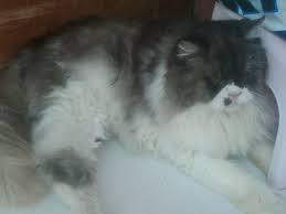 kucing persia plat nose lagi hamil bandung