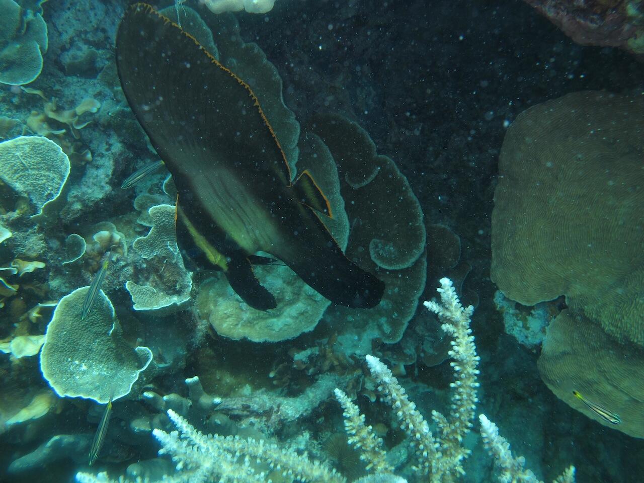 Keindahan bawah laut Karimunjawa foto milik Pribadi