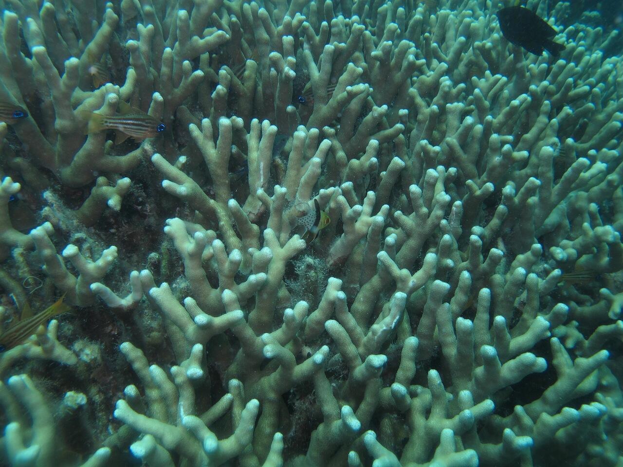 Keindahan bawah laut Karimunjawa foto milik Pribadi