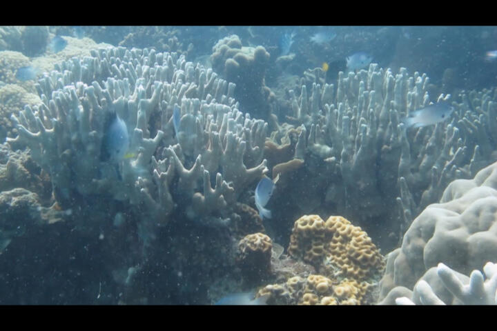 Keindahan bawah laut Karimunjawa foto milik Pribadi