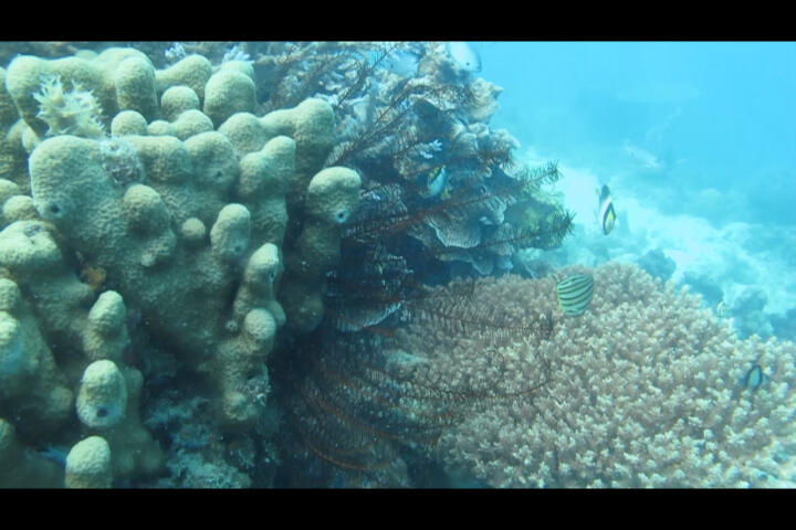 Keindahan bawah laut Karimunjawa foto milik Pribadi