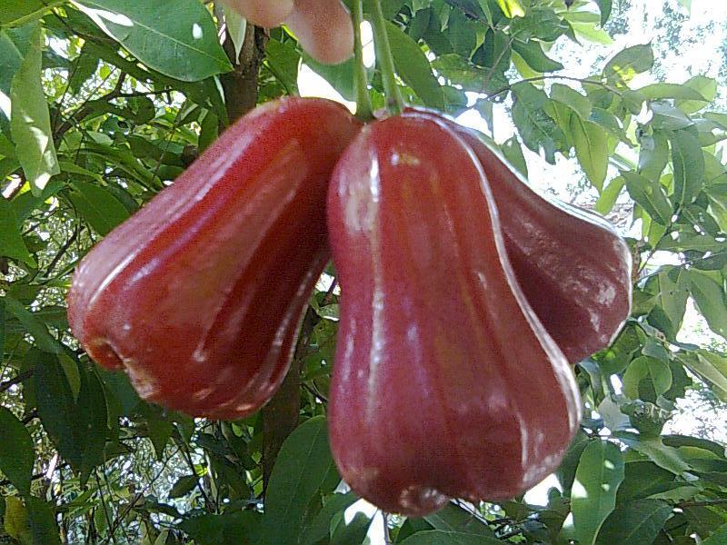 Mewarnai Buah Jambu Air - GAMBAR MEWARNAI HD