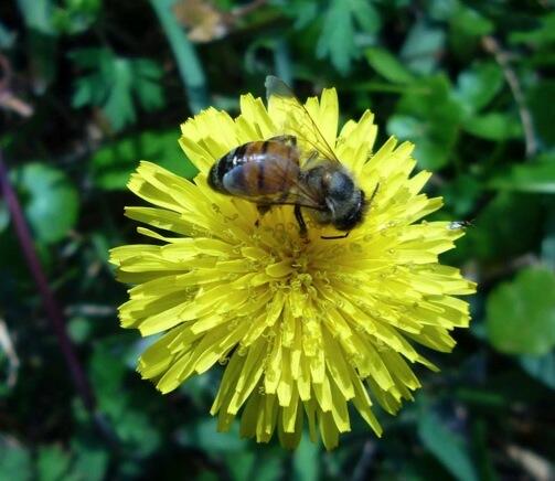 Dandelion, Flower of Hope 