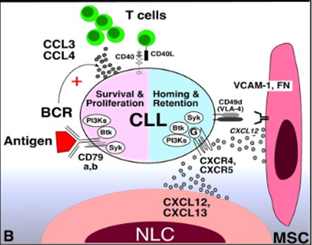 &#91;Review Obat&#93; Ibrutinib-Kanker darah (Leukeumia)