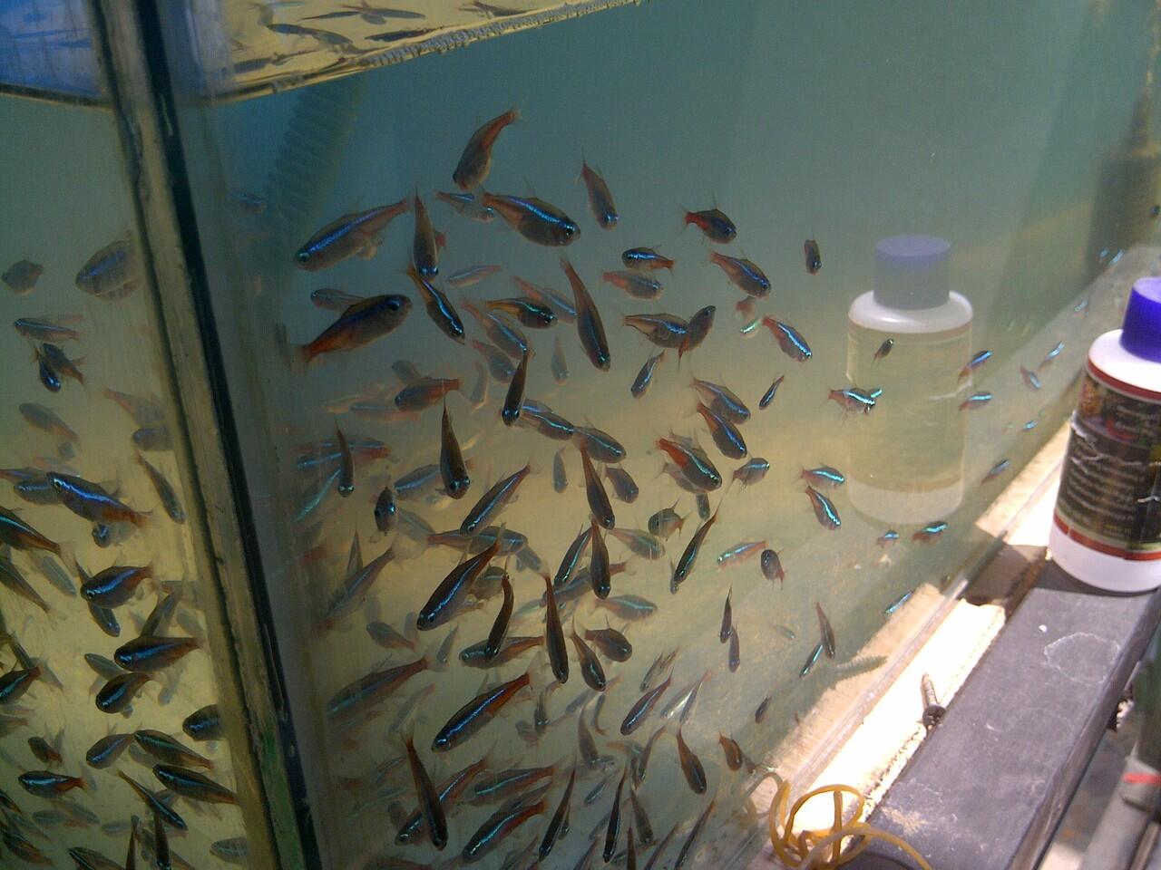 Neon Tetra dan Kardinal