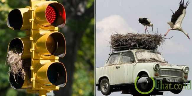 5 Tempat Sarang Burung yang paling Aneh di Dunia 