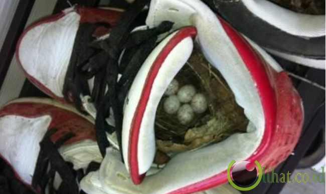 5 Tempat Sarang Burung yang paling Aneh di Dunia 