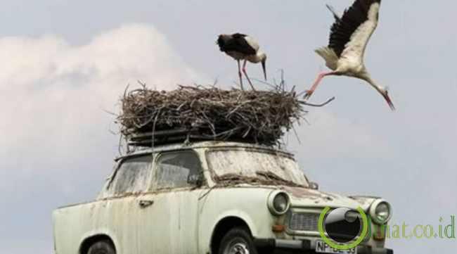 5 Tempat Sarang Burung yang paling Aneh di Dunia 