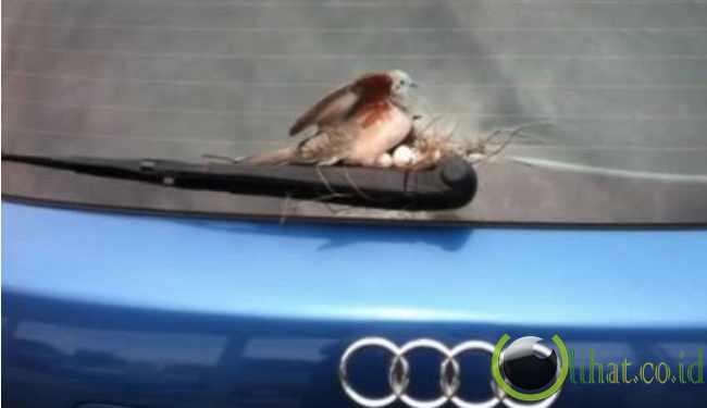 5 Tempat Sarang Burung yang paling Aneh di Dunia 