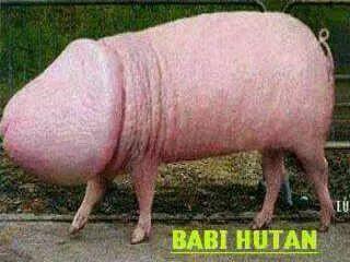 Anak Kosan Kesurupan Celeng