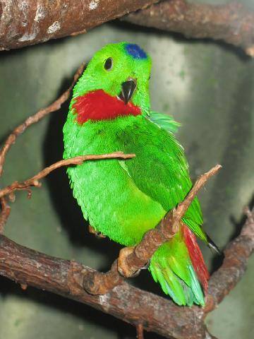 Fauna Maskot Provinsi di Indonesia