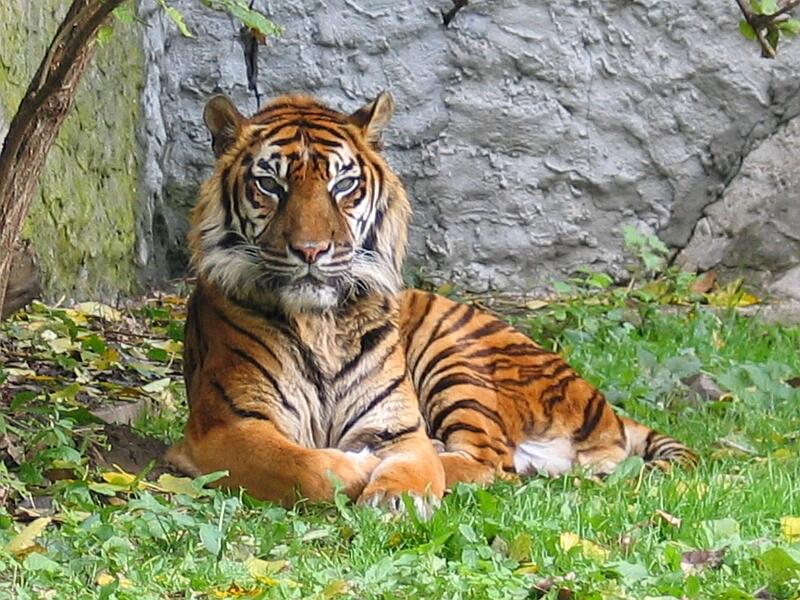 Fauna Maskot Provinsi di Indonesia