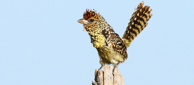 Burung2 yg masih eksis, tapi kita belum pernah melihatnya ataupun mendengar namanya
