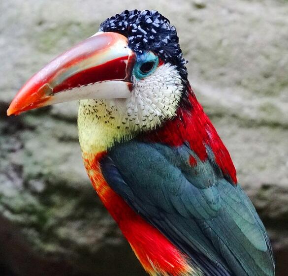 Burung2 yg masih eksis, tapi kita belum pernah melihatnya ataupun mendengar namanya