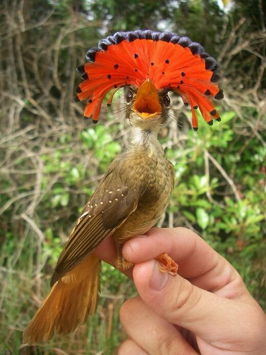 Burung2 yg masih eksis, tapi kita belum pernah melihatnya ataupun mendengar namanya