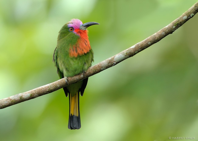 Burung2 yg masih eksis, tapi kita belum pernah melihatnya ataupun mendengar namanya