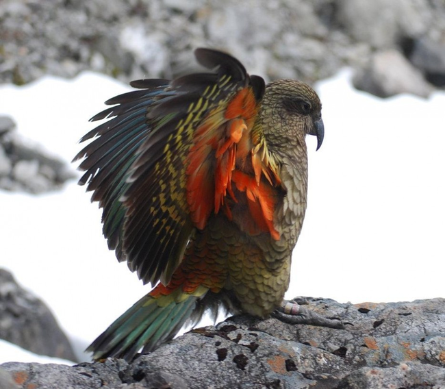 Burung2 yg masih eksis, tapi kita belum pernah melihatnya ataupun mendengar namanya