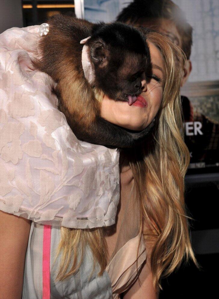 &quot;Crystal the monkey&quot; aktor monyet pintar dari hollywood