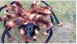 &#91;WOOW&#93; video lucu anjing laba-laba yg telah dilihat 64juta orang dlm 5 hari