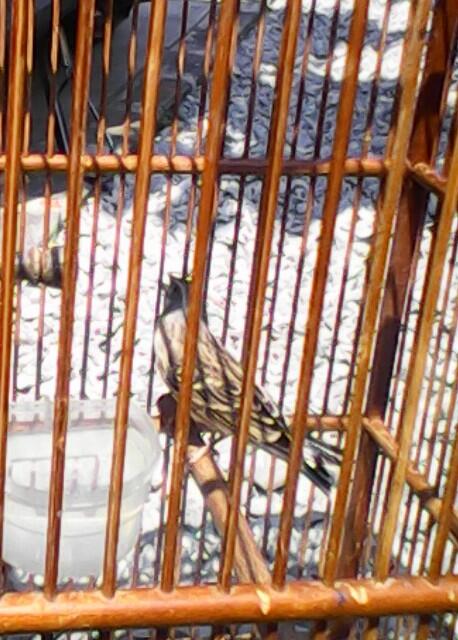 Terjual Burung Kenari Afrika Blackthroat Bt Gacor Page2 Kaskus