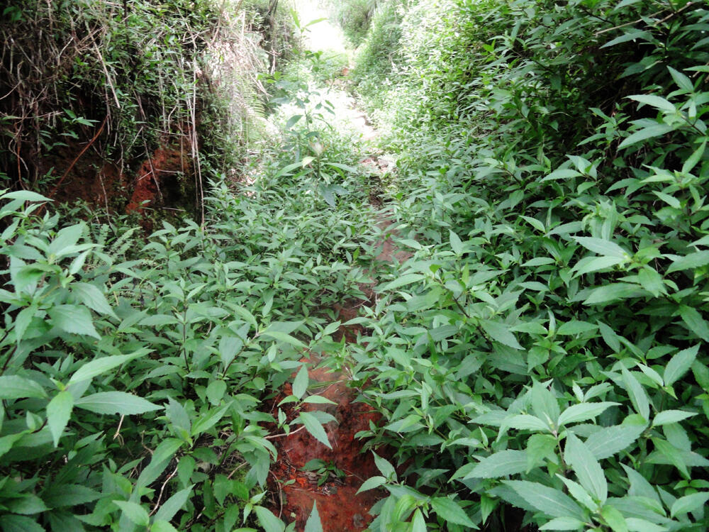 &#91;CATPER&#93; Sindoro via Bansari, Temanggung 28 - 30 Mei 2014