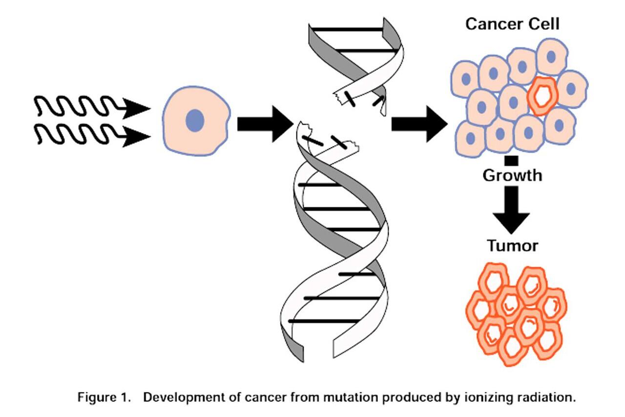 Днк изменилось. Влияние радиации на клетки организма. Действие радиации на клетку. Действие ионизирующего излучения на клетку. Влияние радиации на клетку человека.