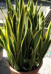 Manfaat dari Lidah Mertua (Sansevieria)