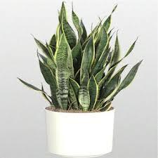 Manfaat dari Lidah Mertua (Sansevieria)