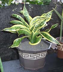 Manfaat dari Lidah Mertua (Sansevieria)