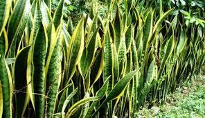 Manfaat dari Lidah Mertua (Sansevieria)