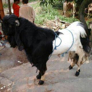 Mau Tau Harga Sapi &amp; Kambing Qurban 2014? Come in gans..