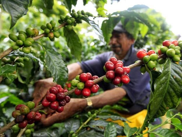 Kamu Para Penggemar Kopi Wajib Tahu 13 Fakta Tentang Kopi ini