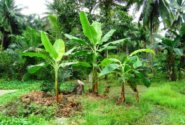 Pohon Pisang dan Masyarakat Indonesia ( Ada Apa Dengan Pohon Pisang ??? )