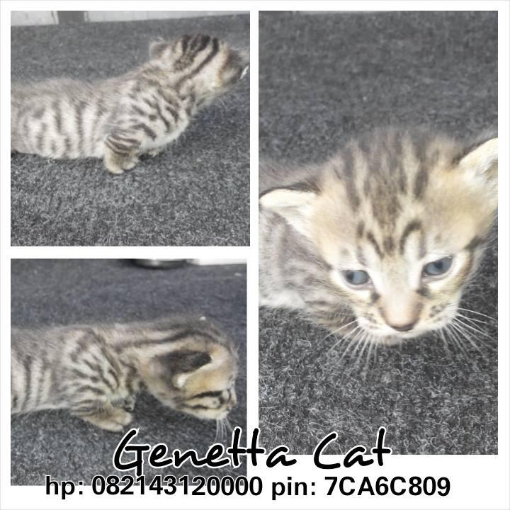 Terjual jual kucing munchkin | KASKUS