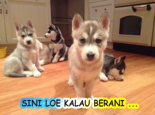 6 Alasan Cowok Takut Siberiian