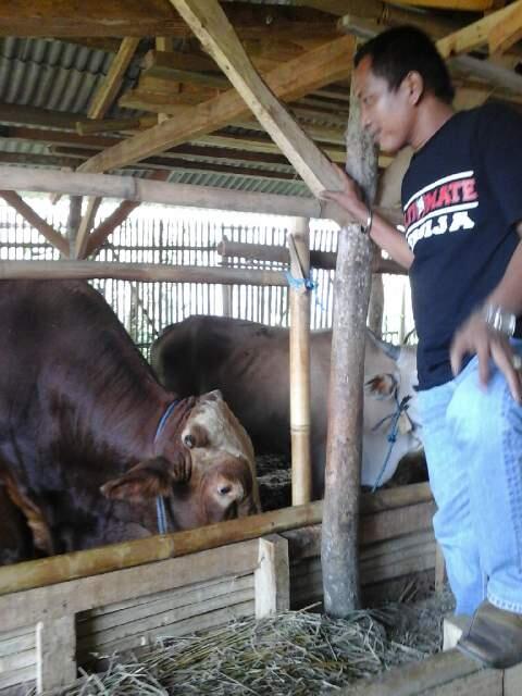 Mau Tau Harga Sapi &amp; Kambing Qurban 2014? Come in gans..