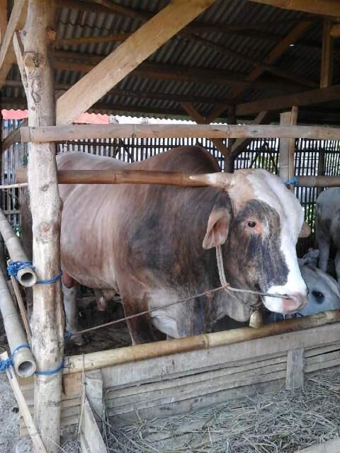 Mau Tau Harga Sapi &amp; Kambing Qurban 2014? Come in gans..