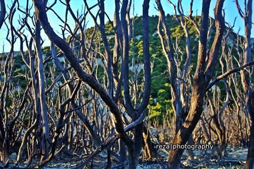 KEINDAHAN GUNUNG PAPANDAYAN #GARUT