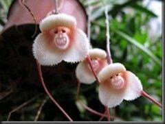 7 SPESIES ANGGREK TERGOKIL [MUST SEE]