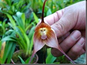 7 SPESIES ANGGREK TERGOKIL [MUST SEE]