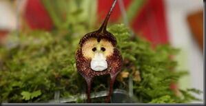 7 SPESIES ANGGREK TERGOKIL [MUST SEE]