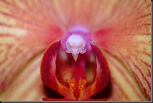 7 SPESIES ANGGREK TERGOKIL [MUST SEE]