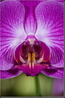 7 SPESIES ANGGREK TERGOKIL [MUST SEE]